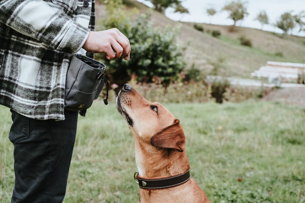 Hund-wartet-auf-Belohnung