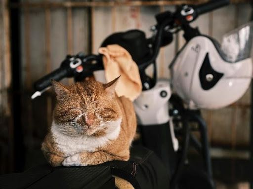 Schlafende Katze im Fahrradkorb