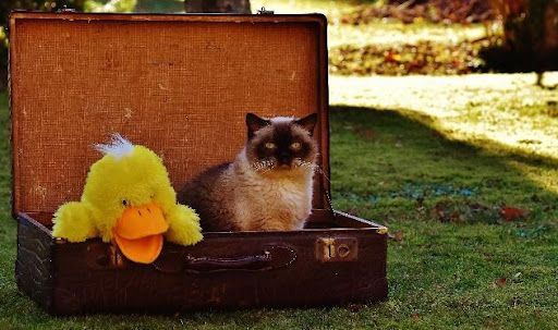 Katze mit Kuscheltier in einem Koffer