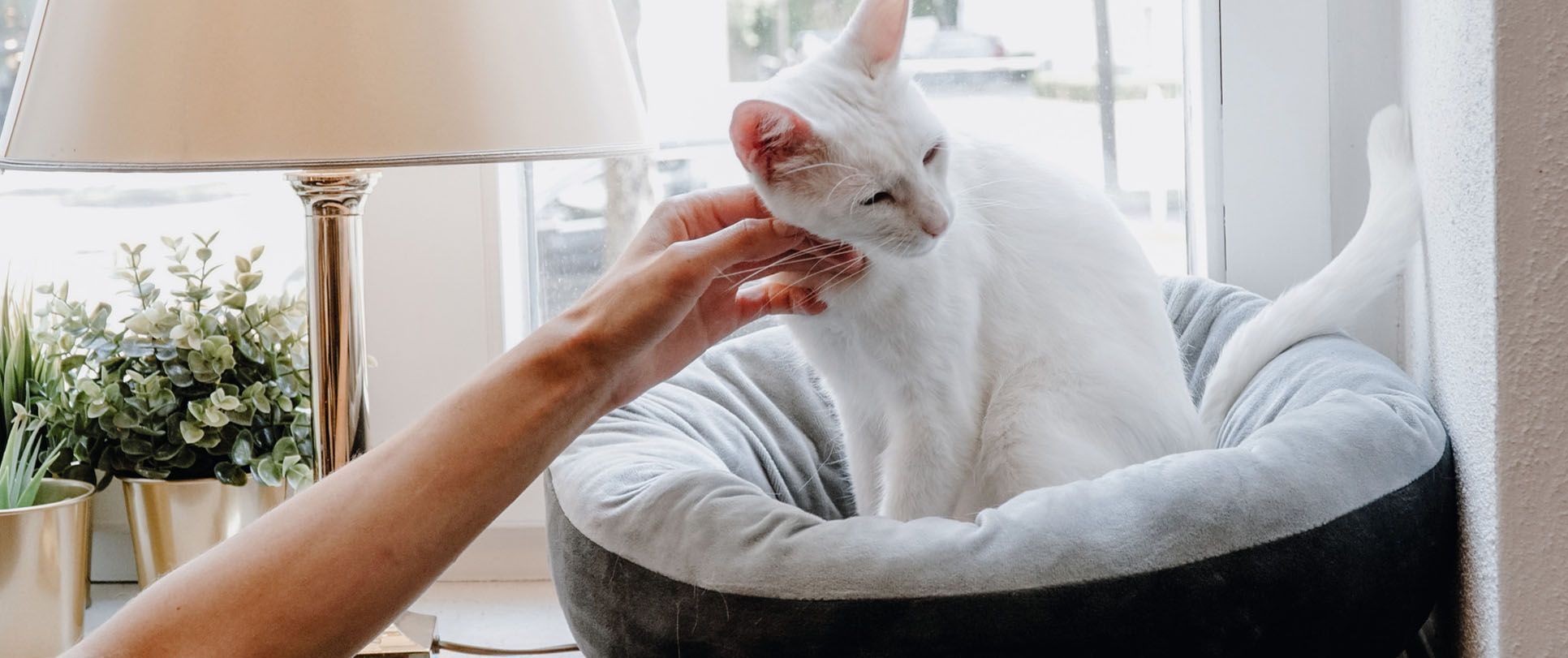 Katzenpflege