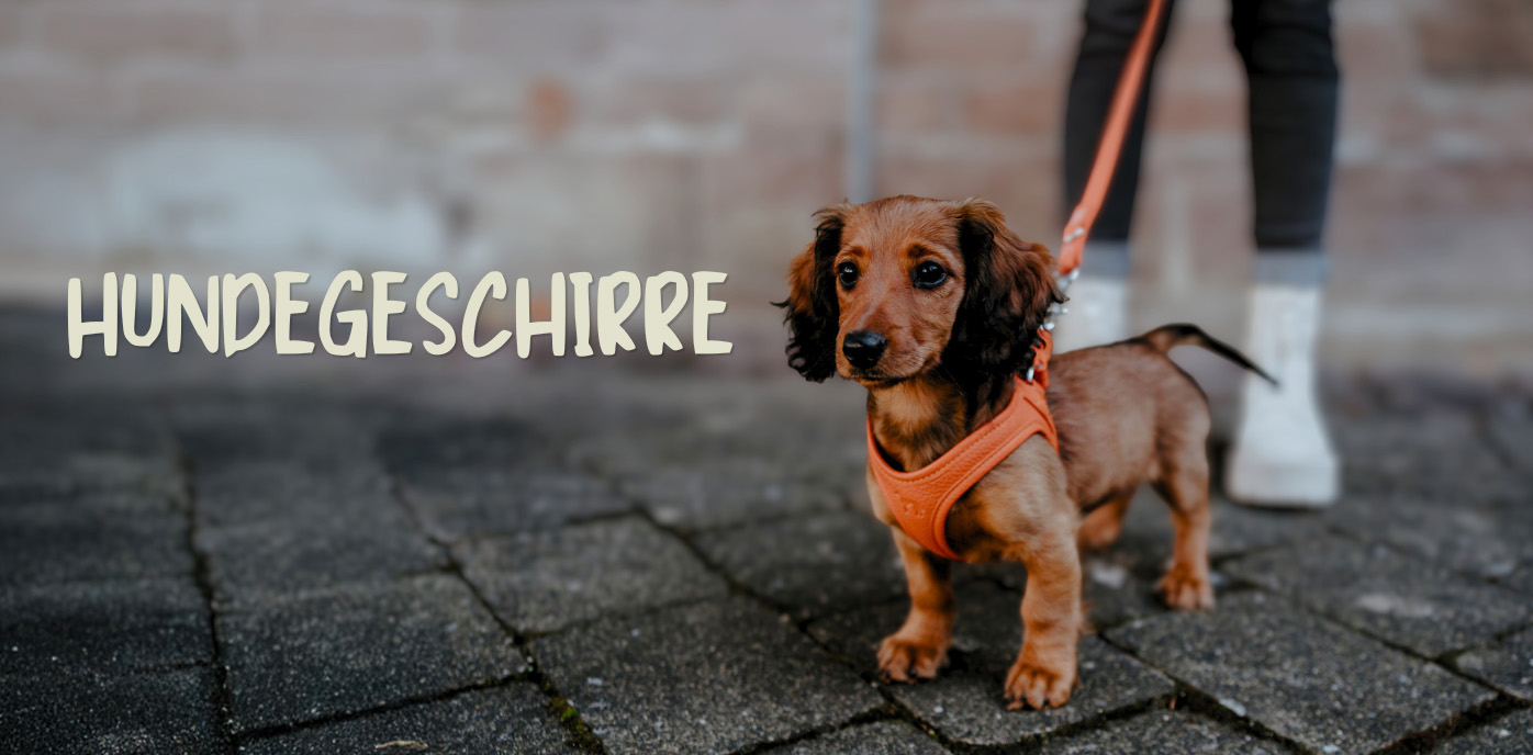 Hundegeschirre bis zu 60% reduziert