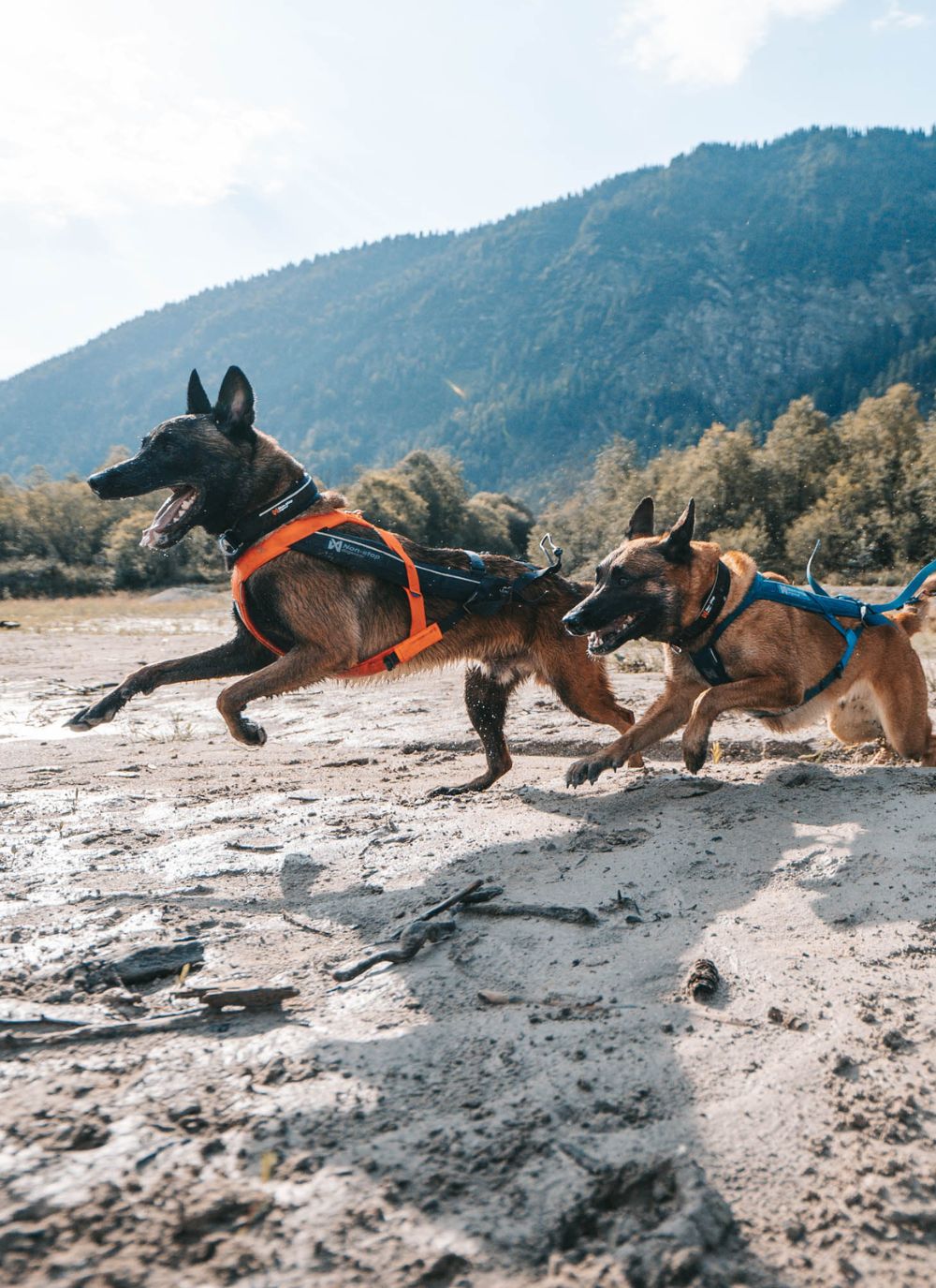 Non-stop dogwear Outdoor