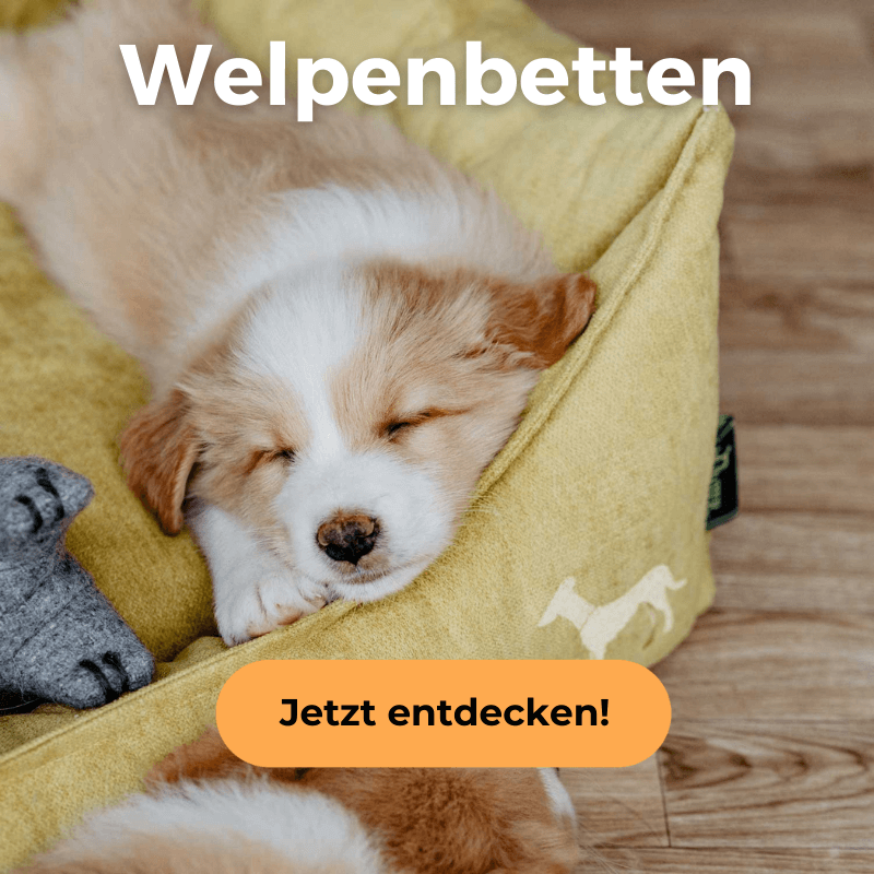 Ein Welpe Zieht Ein Martin Rütter Ein Welpe zieht ein - fellby.de